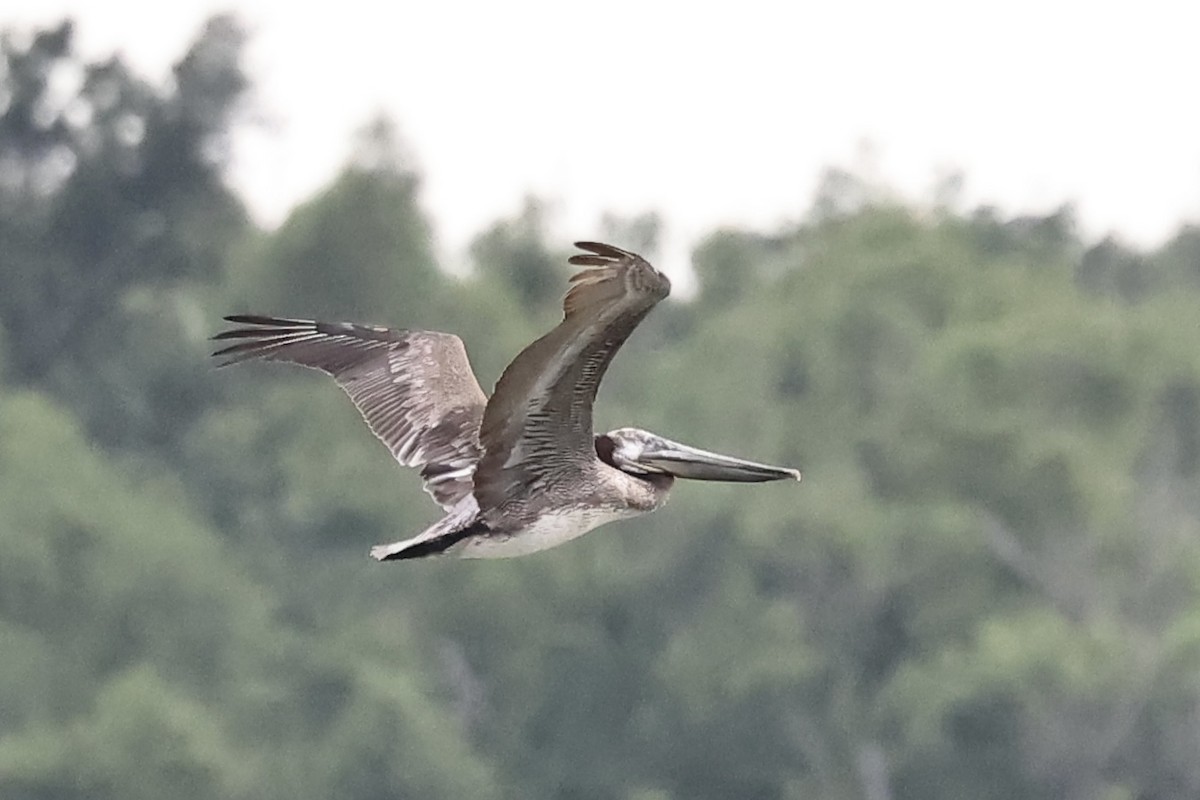 Brown Pelican - ML618871991