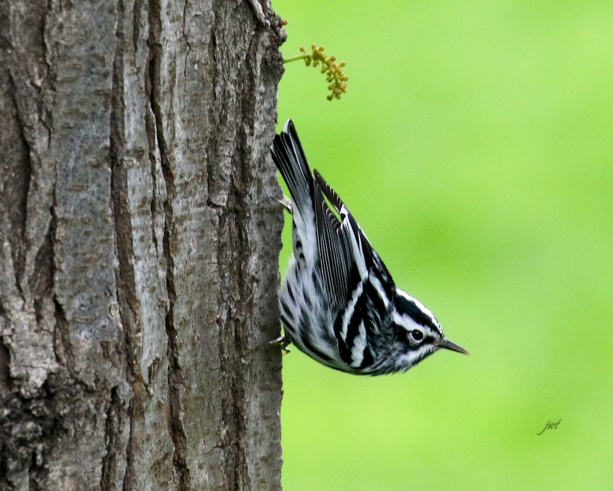 Black-and-white Warbler - Janeal W. Thompson