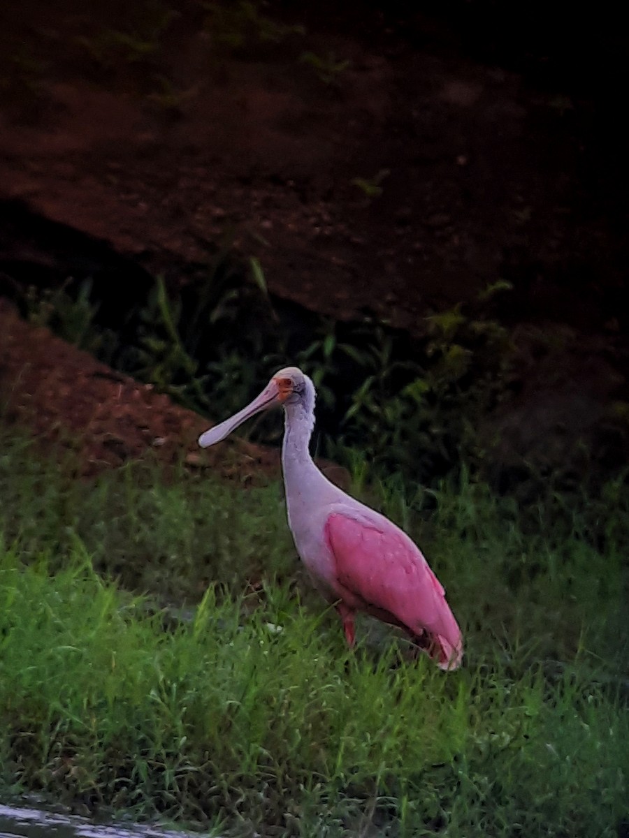 Roseate Spoonbill - ML618871995