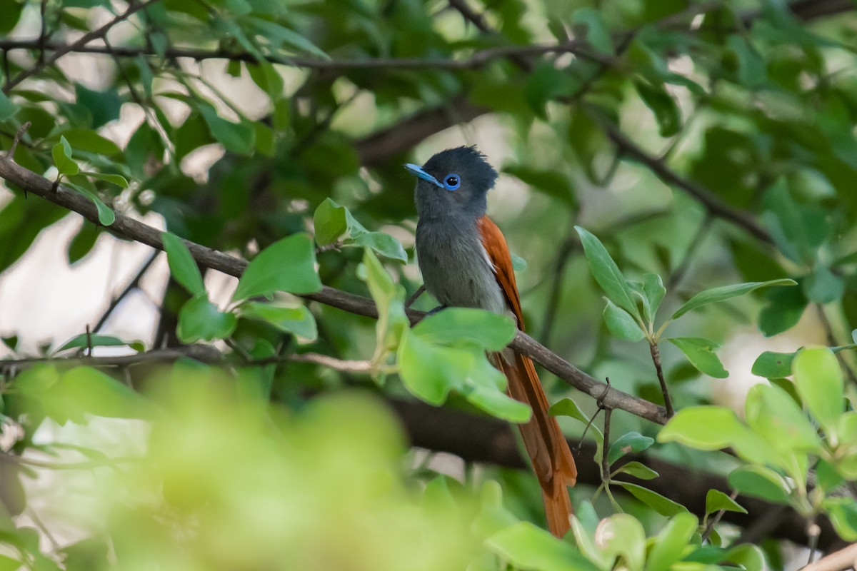 African Paradise-Flycatcher - Dominic More O’Ferrall