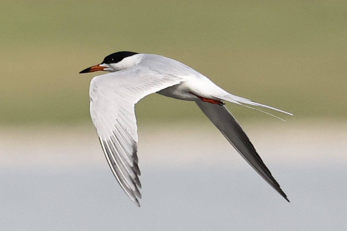 Forster's Tern - ML618872009