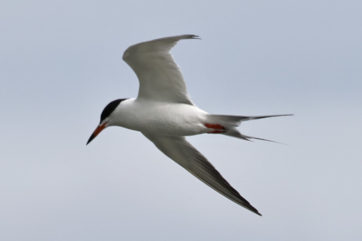 Forster's Tern - Arman Moreno