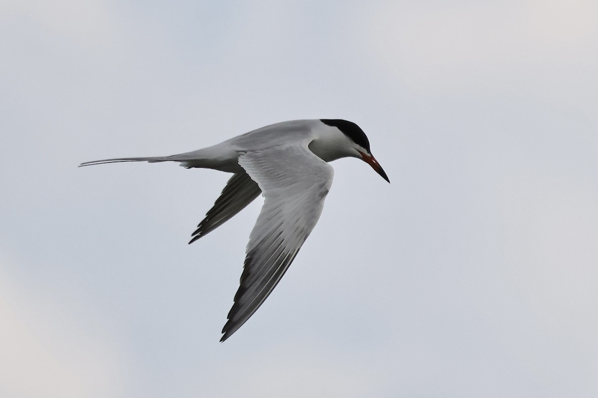 Forster's Tern - Arman Moreno