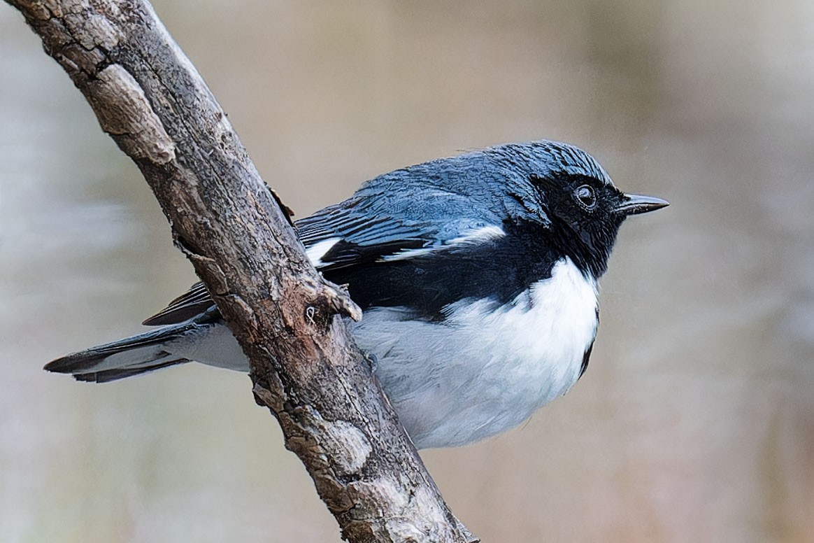 Black-throated Blue Warbler - Claude Duchesneau