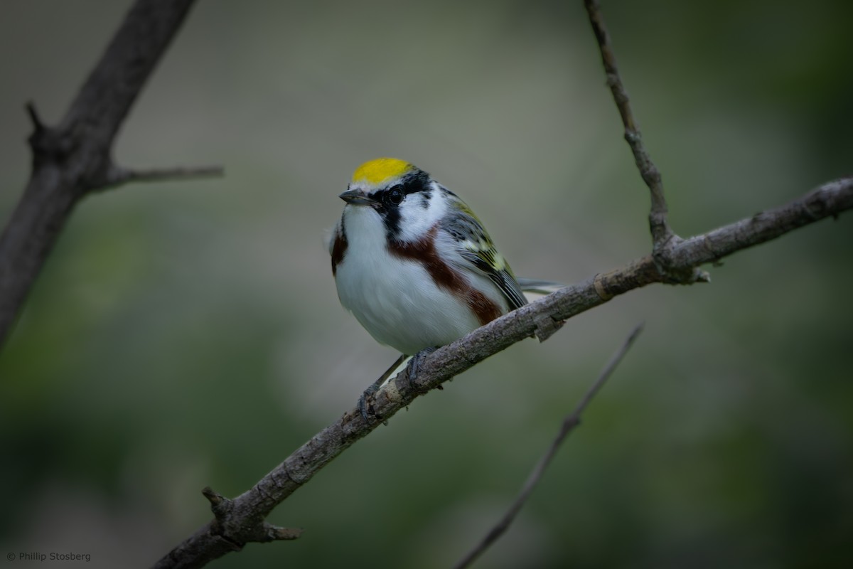 Chestnut-sided Warbler - Phillip Stosberg