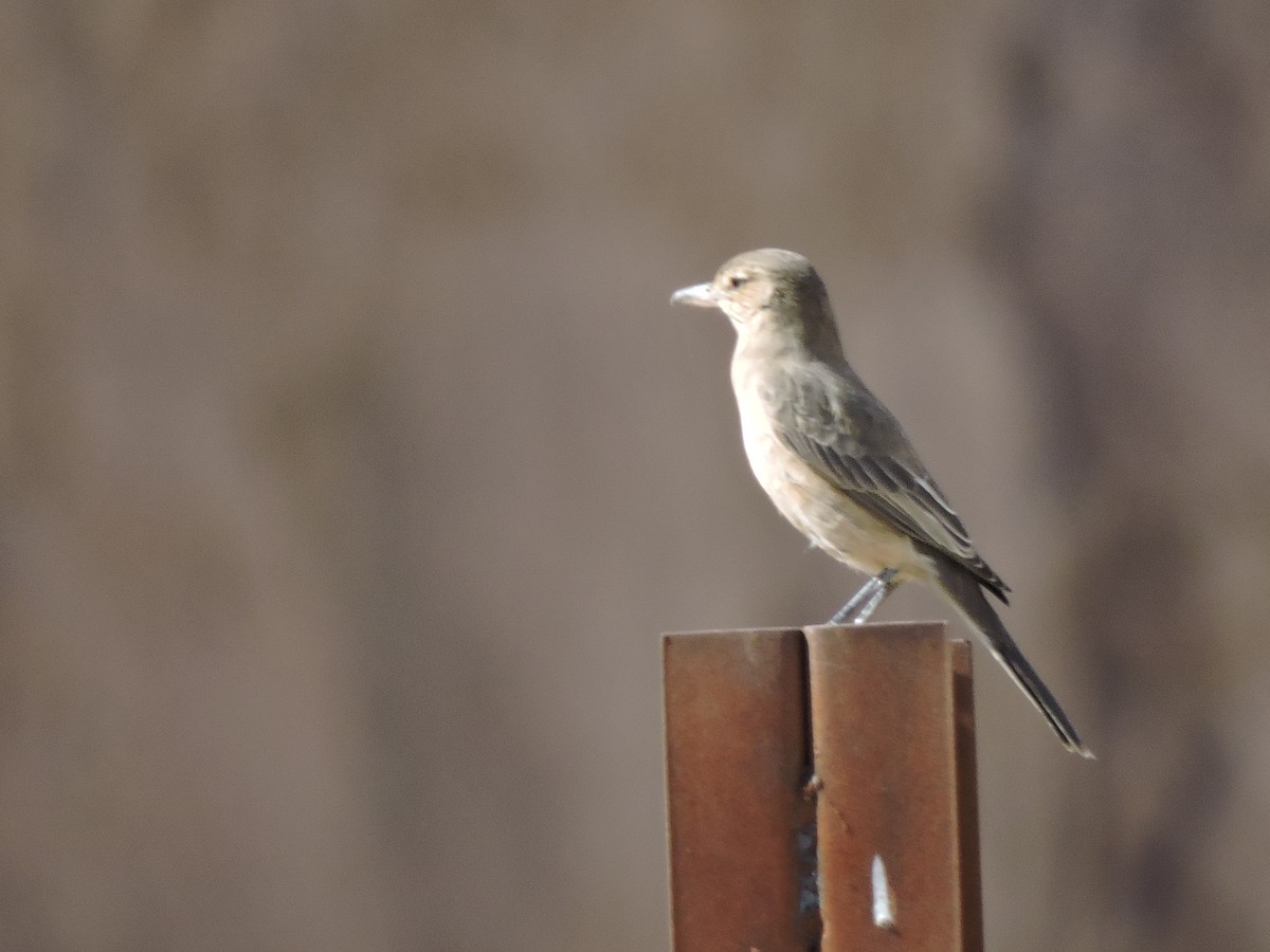 Gray-bellied Shrike-Tyrant - Daniel Briceño