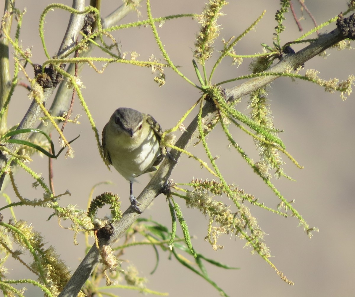 Red-eyed Vireo - ML618872041