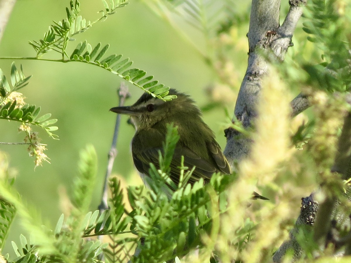 Red-eyed Vireo - ML618872042