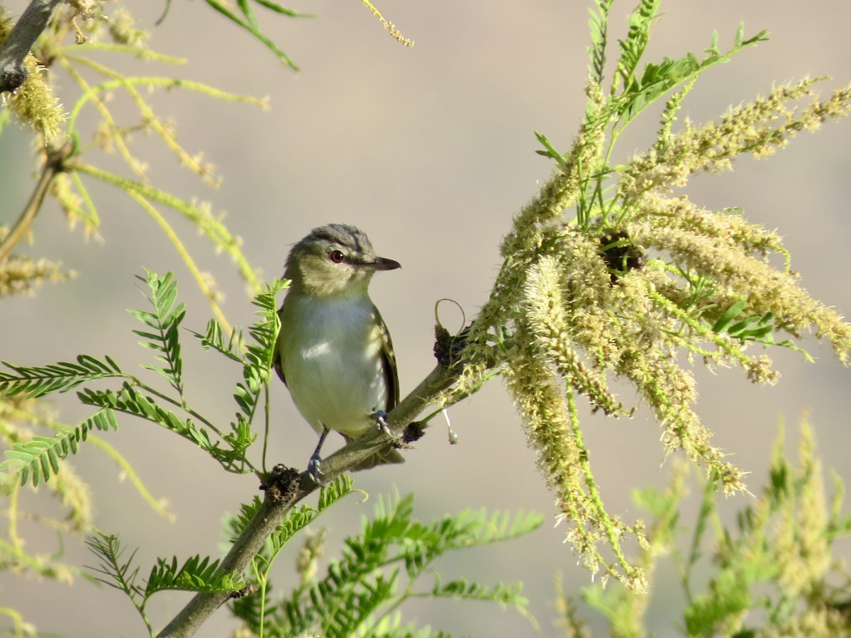 Red-eyed Vireo - ML618872046