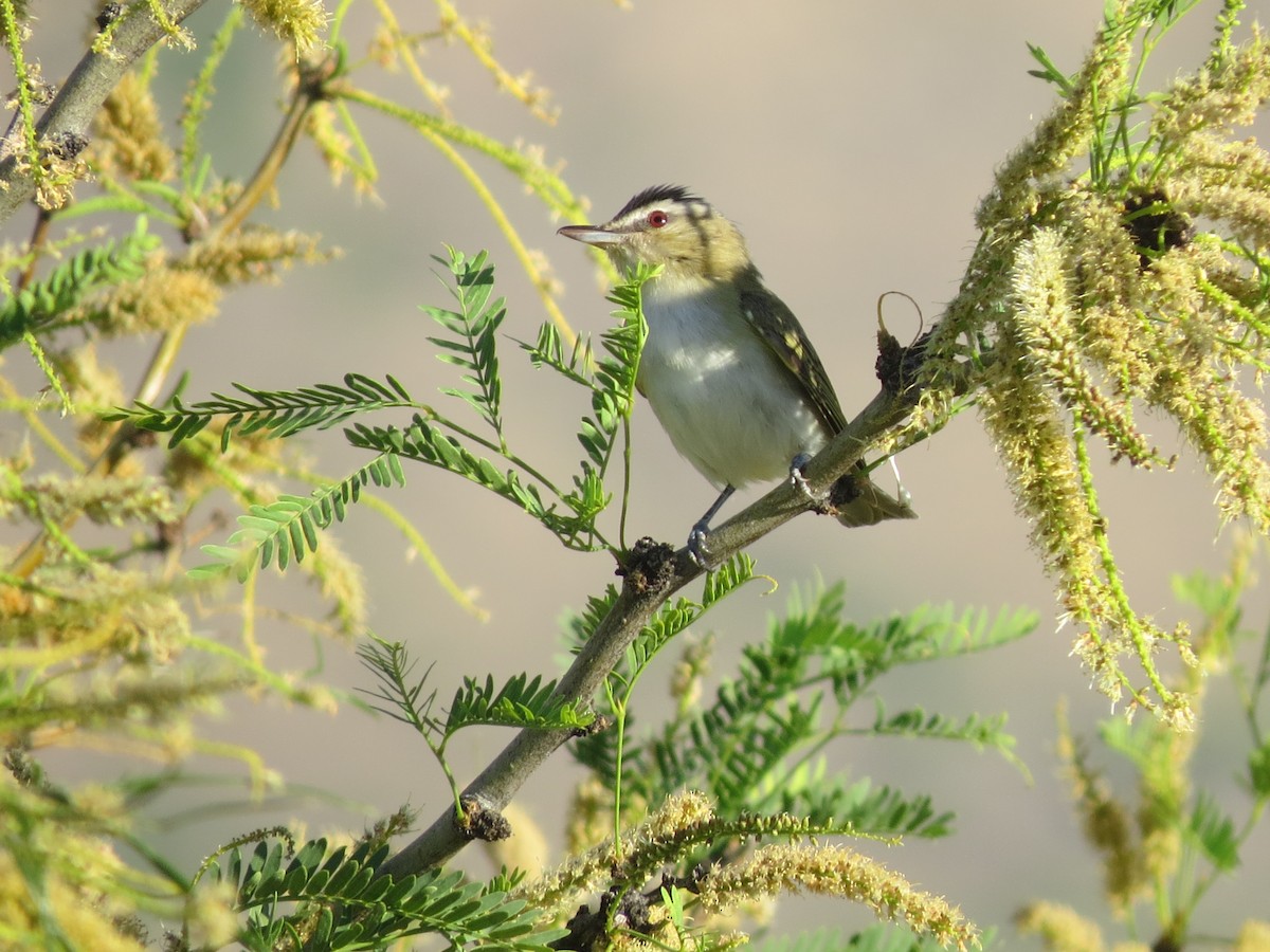 Red-eyed Vireo - ML618872048