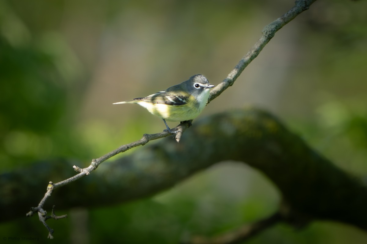 Blue-headed Vireo - Phillip Stosberg