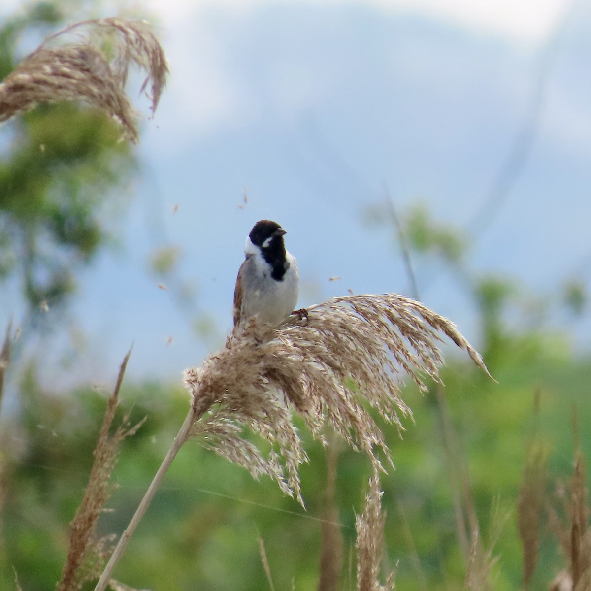 Reed Bunting - Richard Fleming