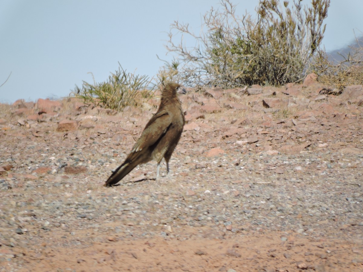 Mountain Caracara - Daniel Briceño