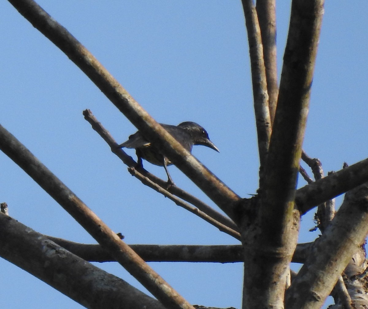 Asian Glossy Starling - ML618872060