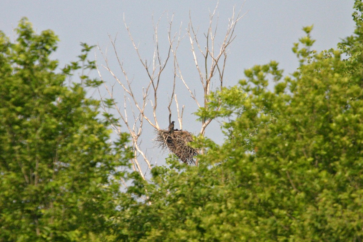 Bald Eagle - William Clark