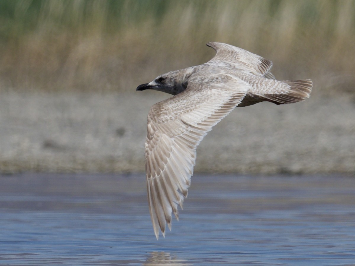 Herring Gull - Eric Heisey