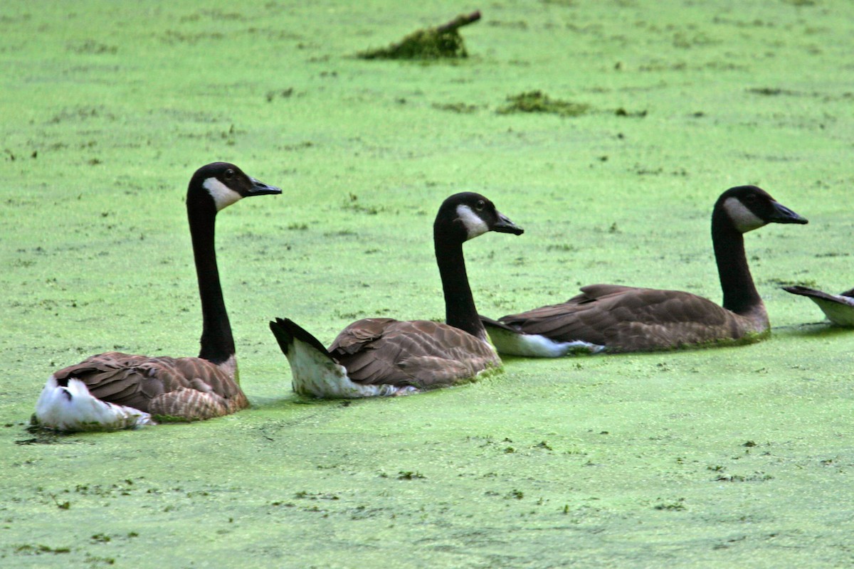 Canada Goose - ML618872087