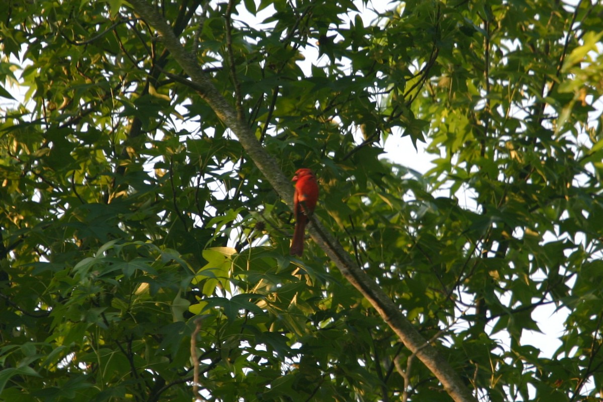 Northern Cardinal - ML618872091