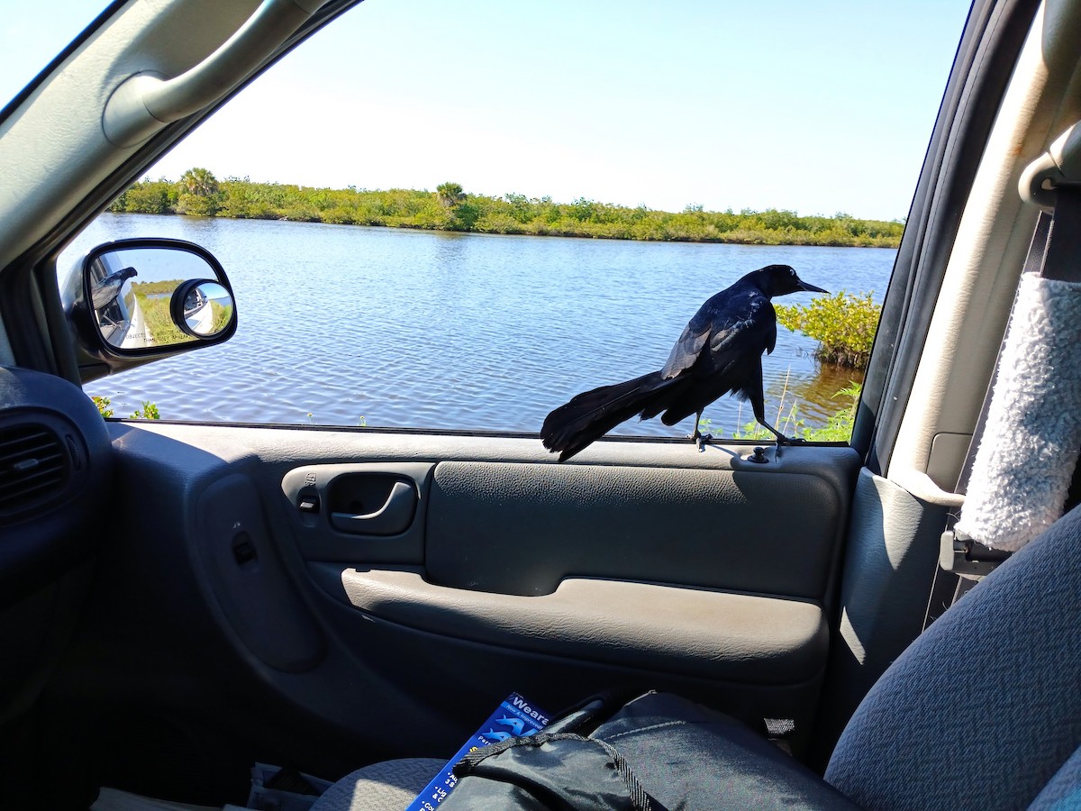 Boat-tailed Grackle - Kim Jarvis