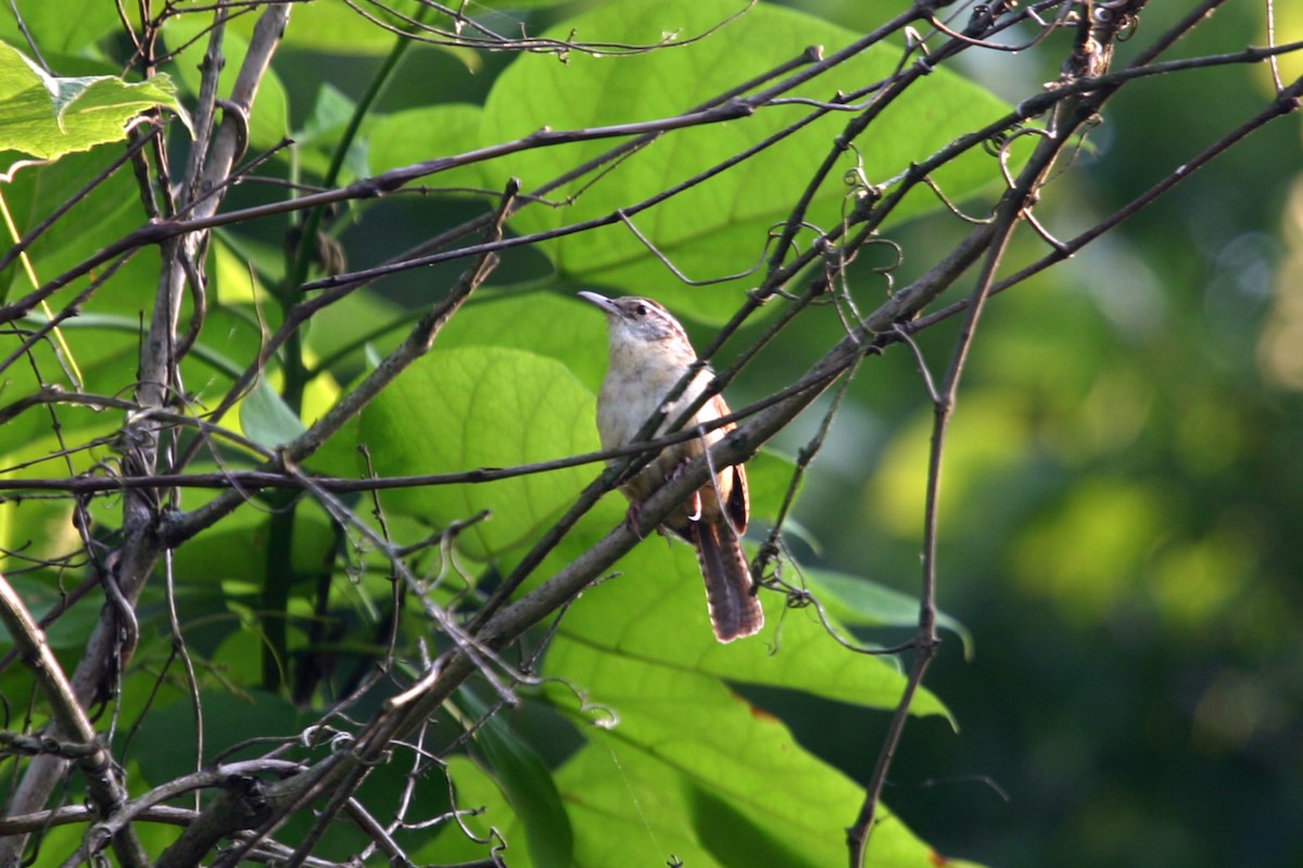 Carolina Wren - William Clark