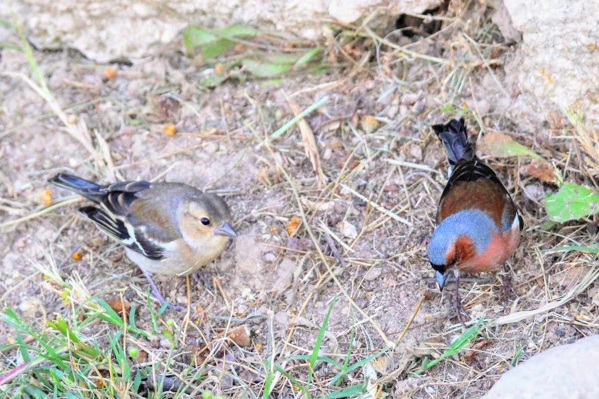 Common Chaffinch - David Cross