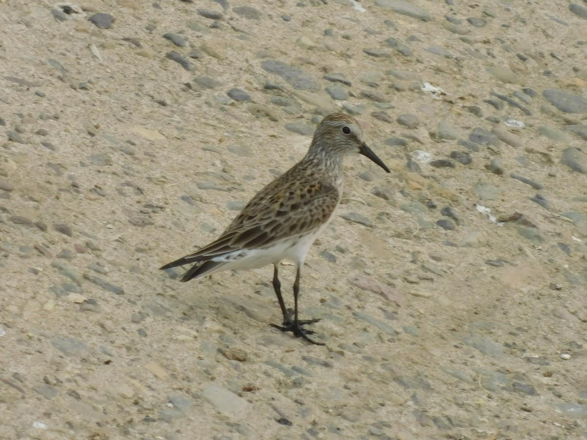 White-rumped Sandpiper - Cenaida Moncada