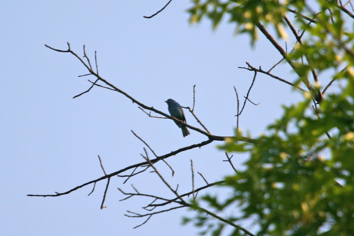 Indigo Bunting - William Clark