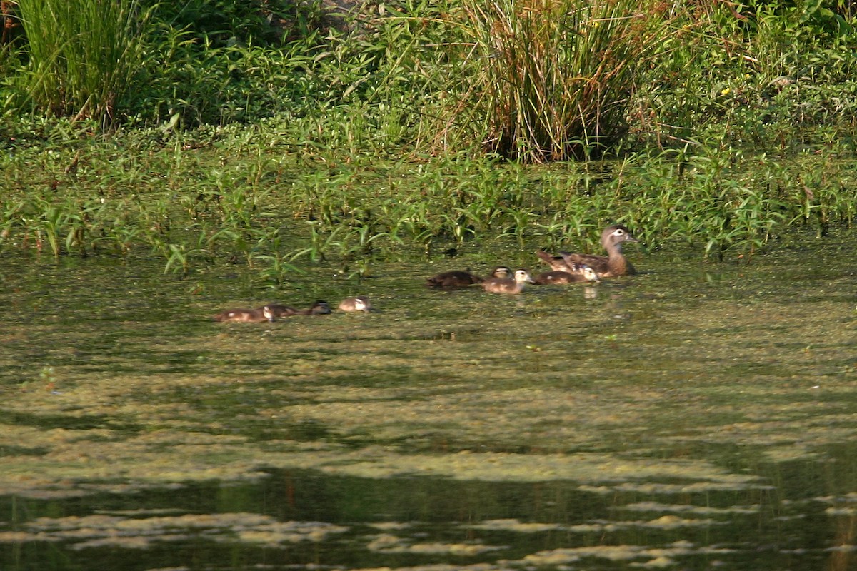 Wood Duck - ML618872111