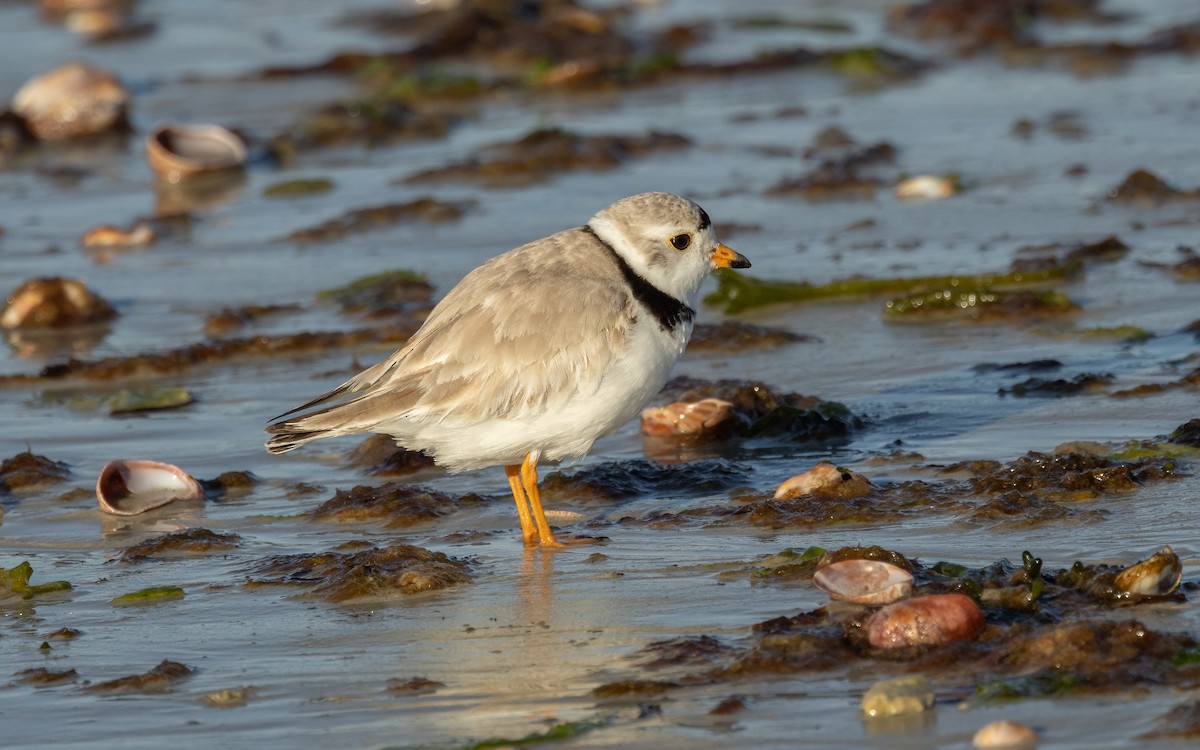 Piping Plover - Tom (TK) Kaestner