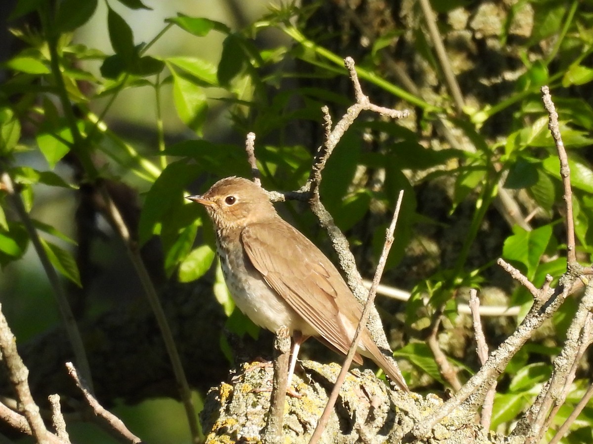 Swainson's Thrush - Clayton Will