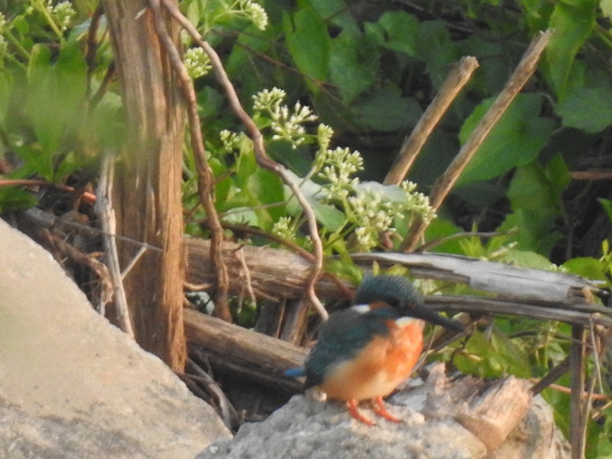 Common Kingfisher - Win Nwe