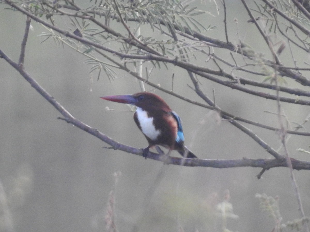 White-throated Kingfisher - ML618872134