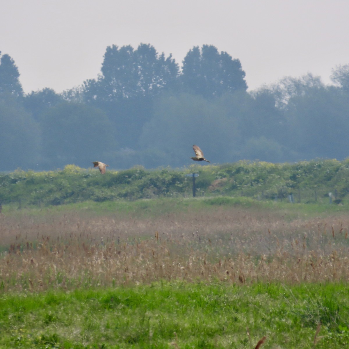 Great Bittern - Richard Fleming