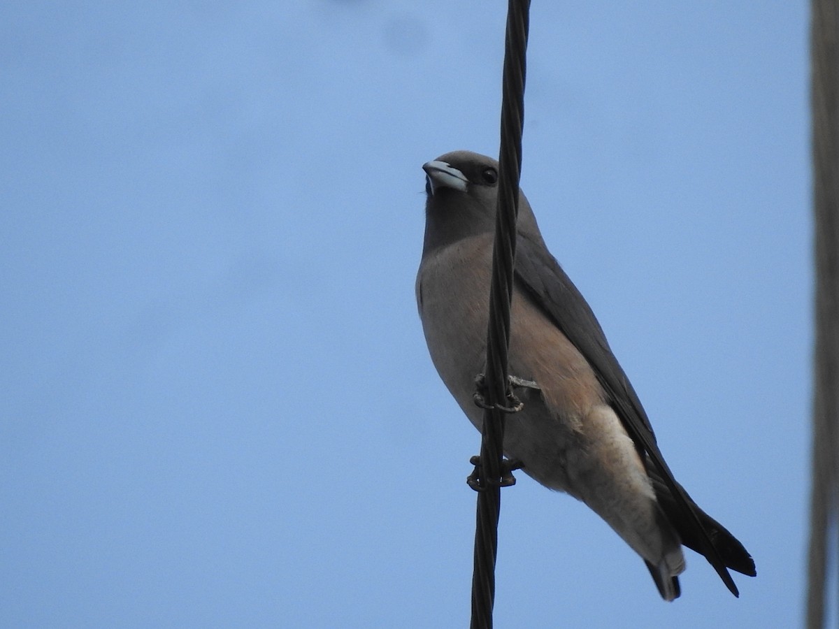 Ashy Woodswallow - Win Nwe