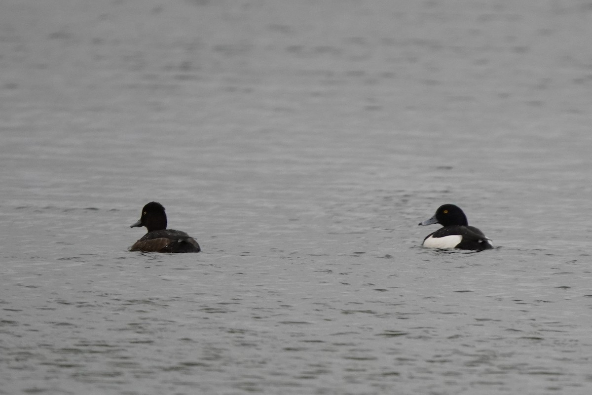 Tufted Duck - Anna Guliaeva