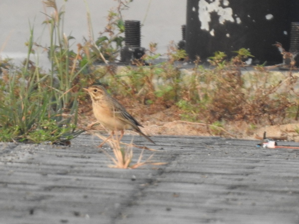 Richard's/Paddyfield Pipit - ML618872138