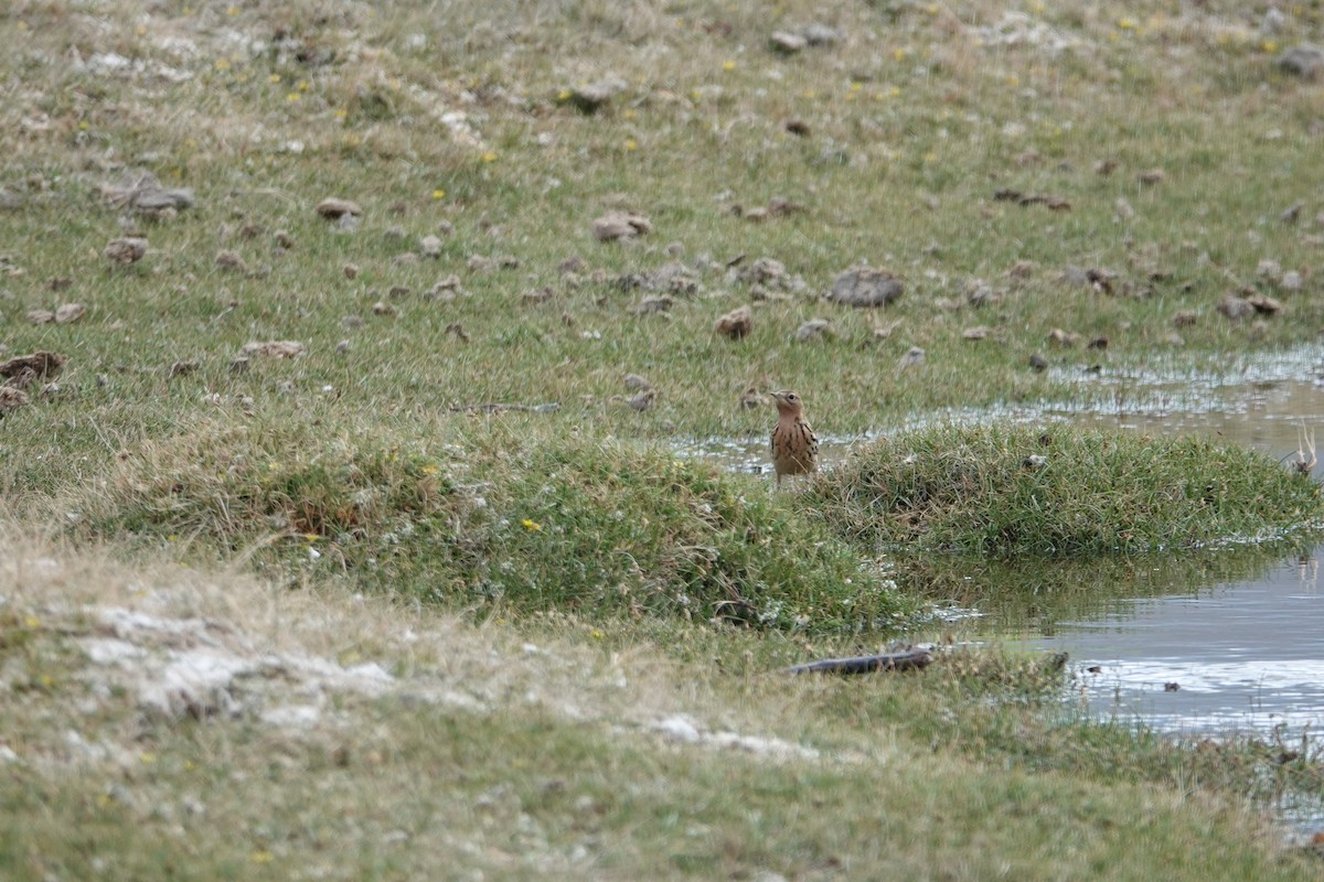 Red-throated Pipit - Karma Sonam