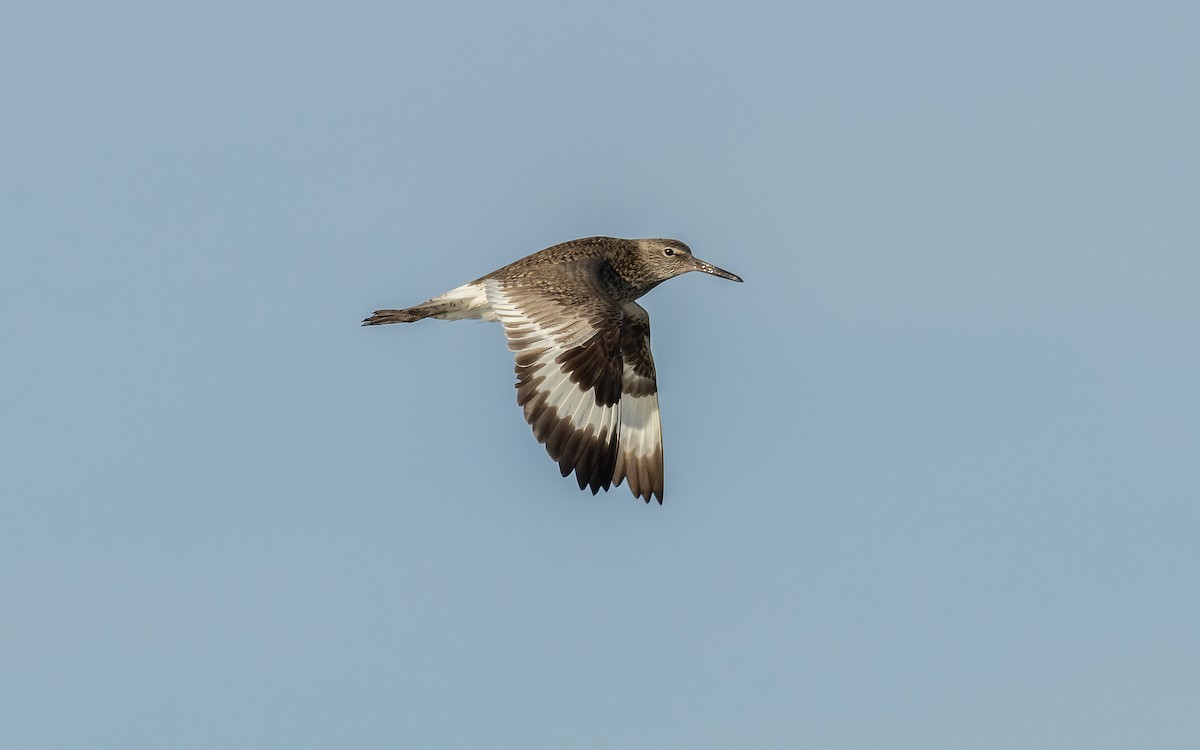 Willet - Tom (TK) Kaestner