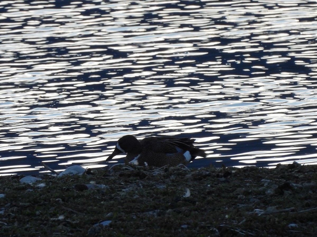 Blue-winged Teal - ML618872152