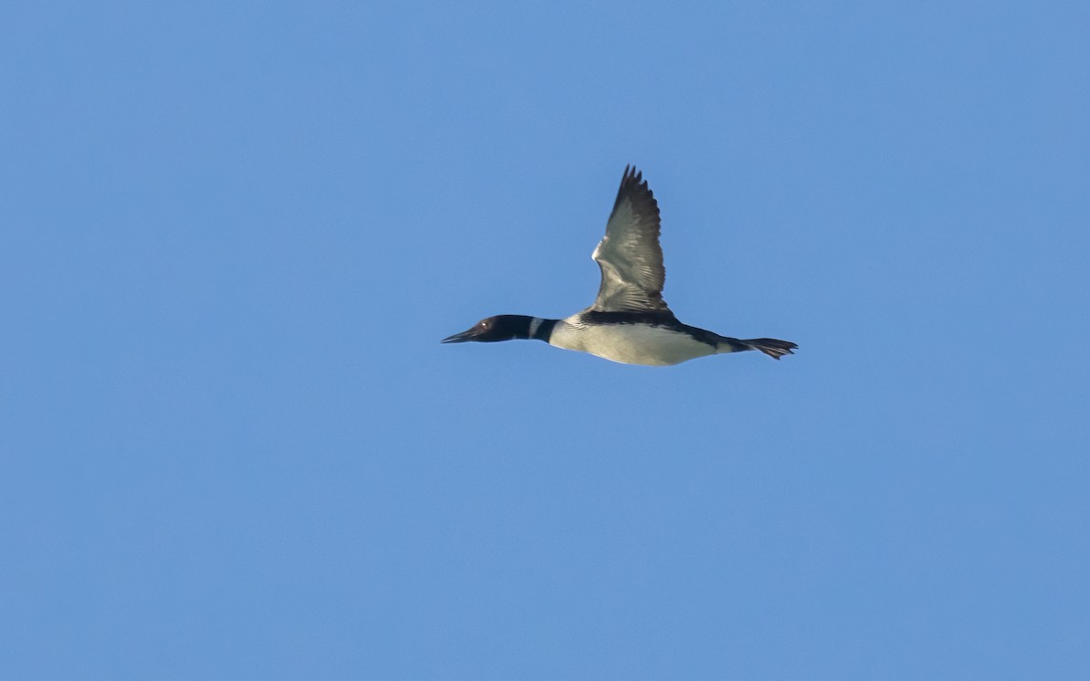 Common Loon - Tom (TK) Kaestner