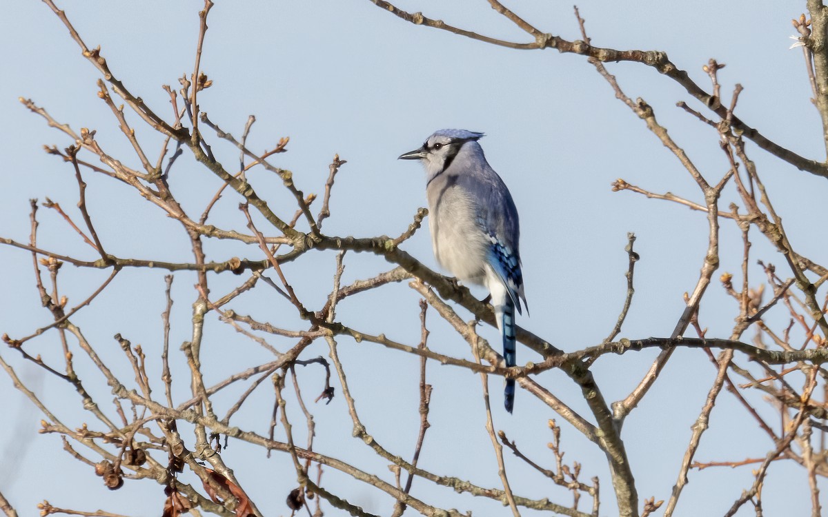 Blue Jay - Tom (TK) Kaestner