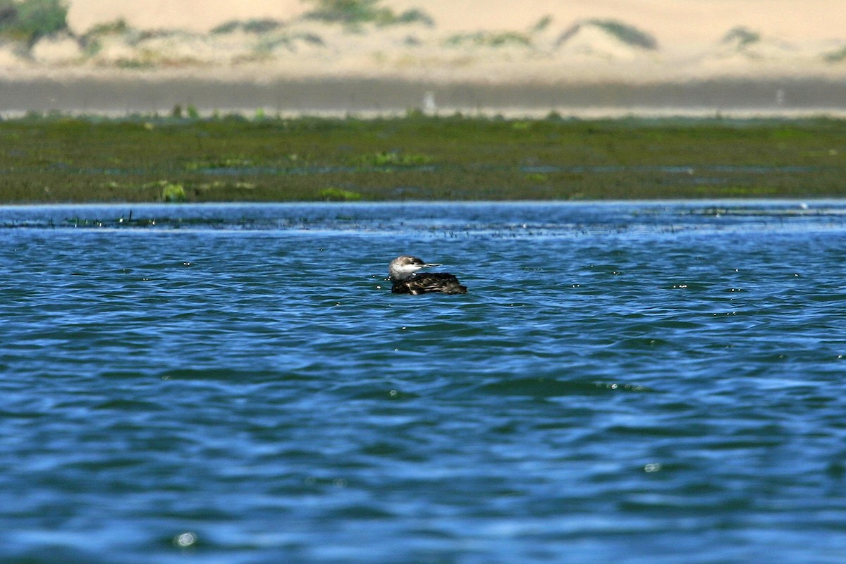 Common Loon - William Clark