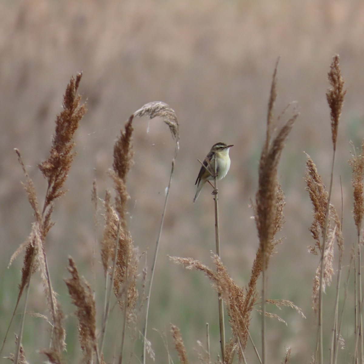 Sedge Warbler - Richard Fleming