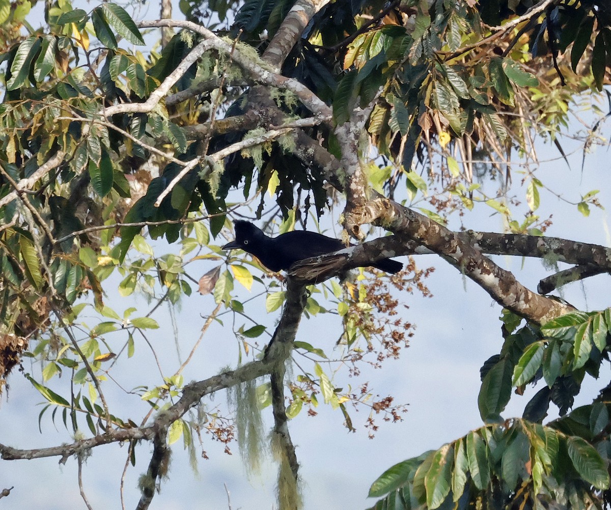 Амазонская зонтичная птица - ML618872199