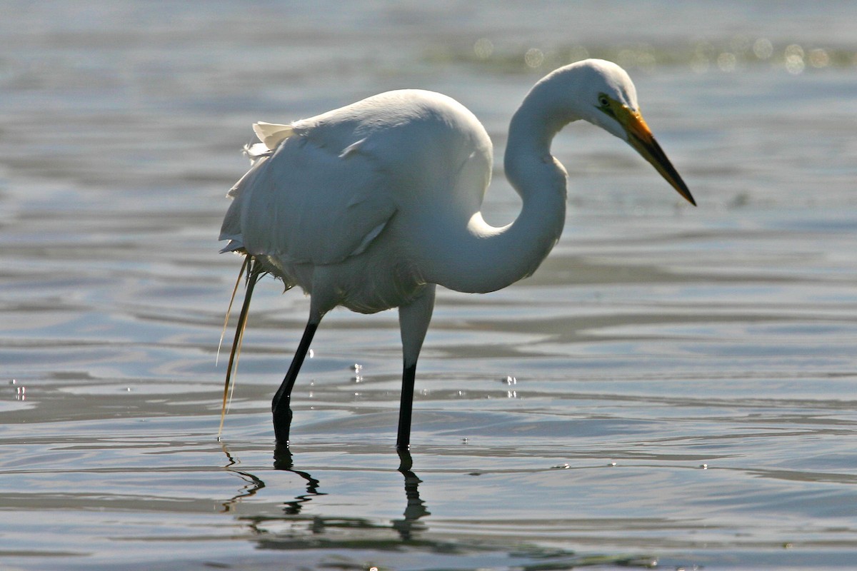 Great Egret - William Clark