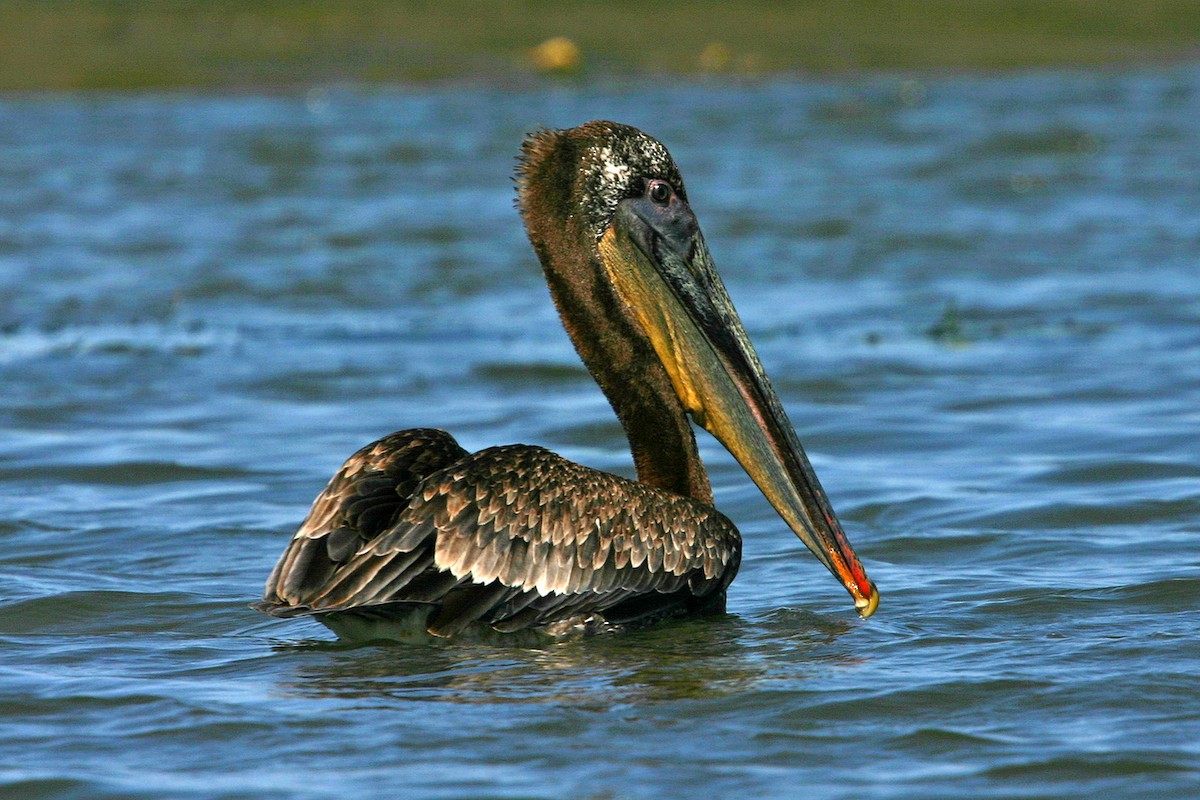 Brown Pelican - William Clark