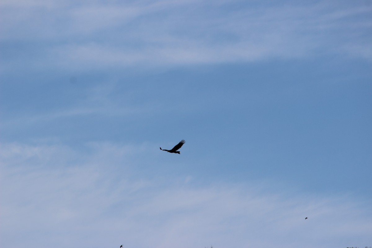 Wedge-tailed Eagle - Josh Althorpe