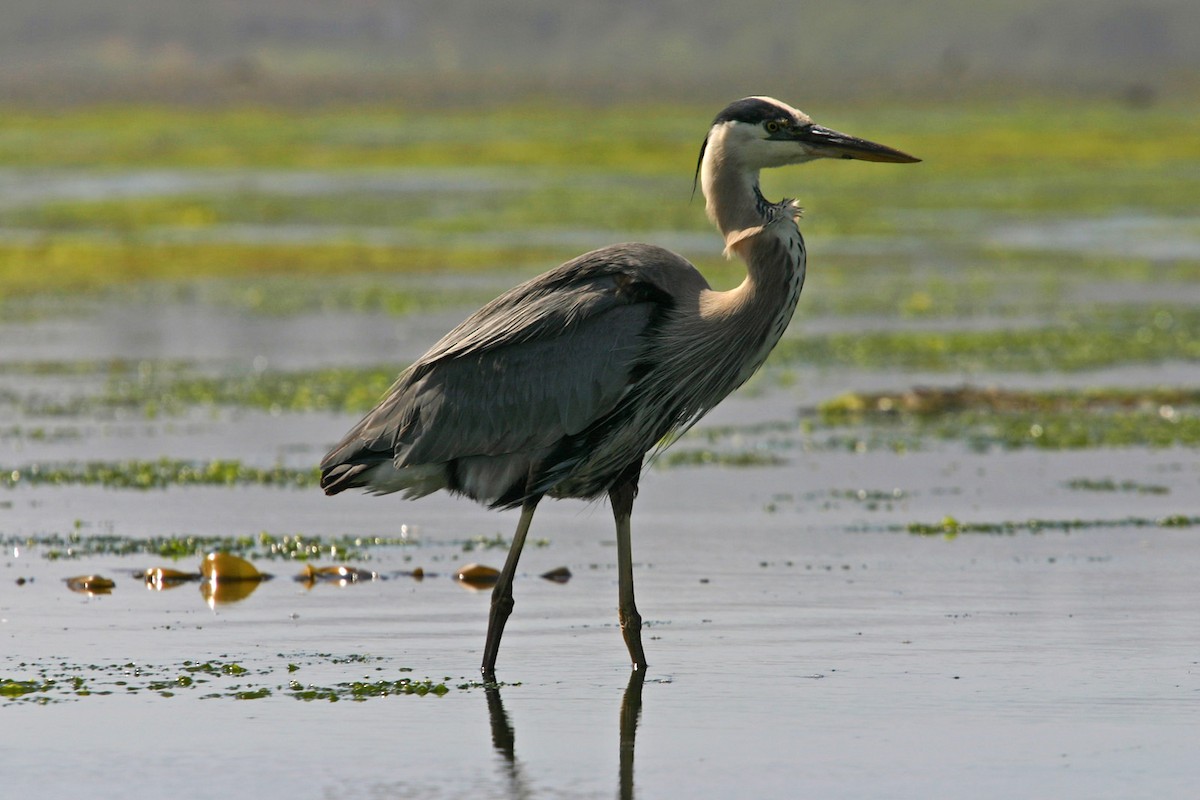 Great Blue Heron - William Clark