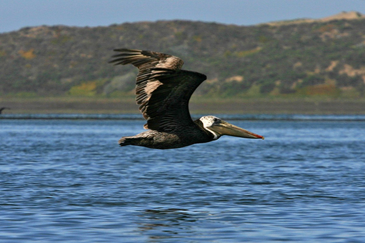 Brown Pelican - William Clark