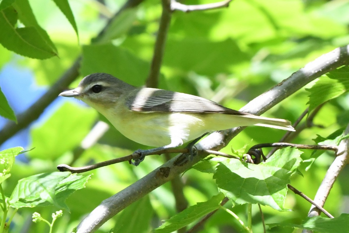 Philadelphia Vireo - Lisa Todd